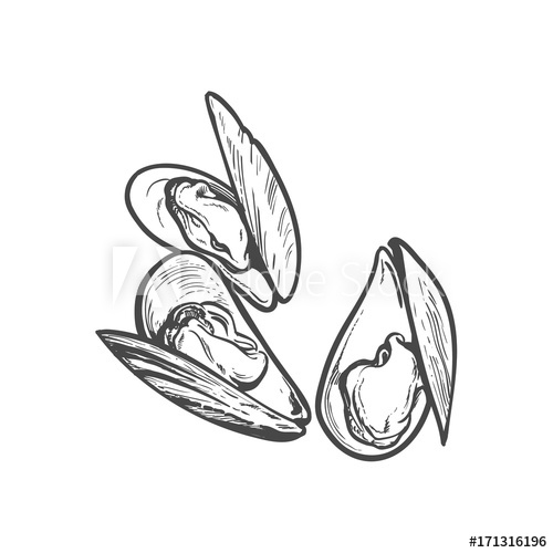 Vector Sketch Cartoon Sea Mussel, Oyster Isolated Illustration 500x500 Vector Sketch Cartoon Sea Mussel, Oyster Isolated Illustration