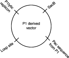 235x197 Enterobacteria Phage