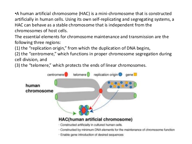 638x479 Mac And Pac Vector