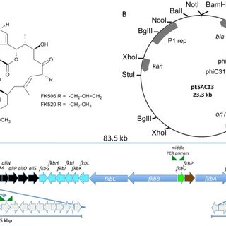 320x320 Phage Derived Artificial Chromosome