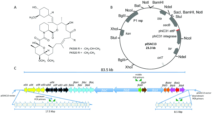 850x455 Phage Derived Artificial Chromosome
