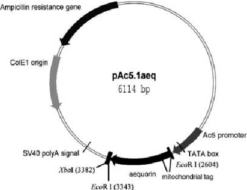 487x375 Schematic Representation Of The Apoaequorin Expression Vector