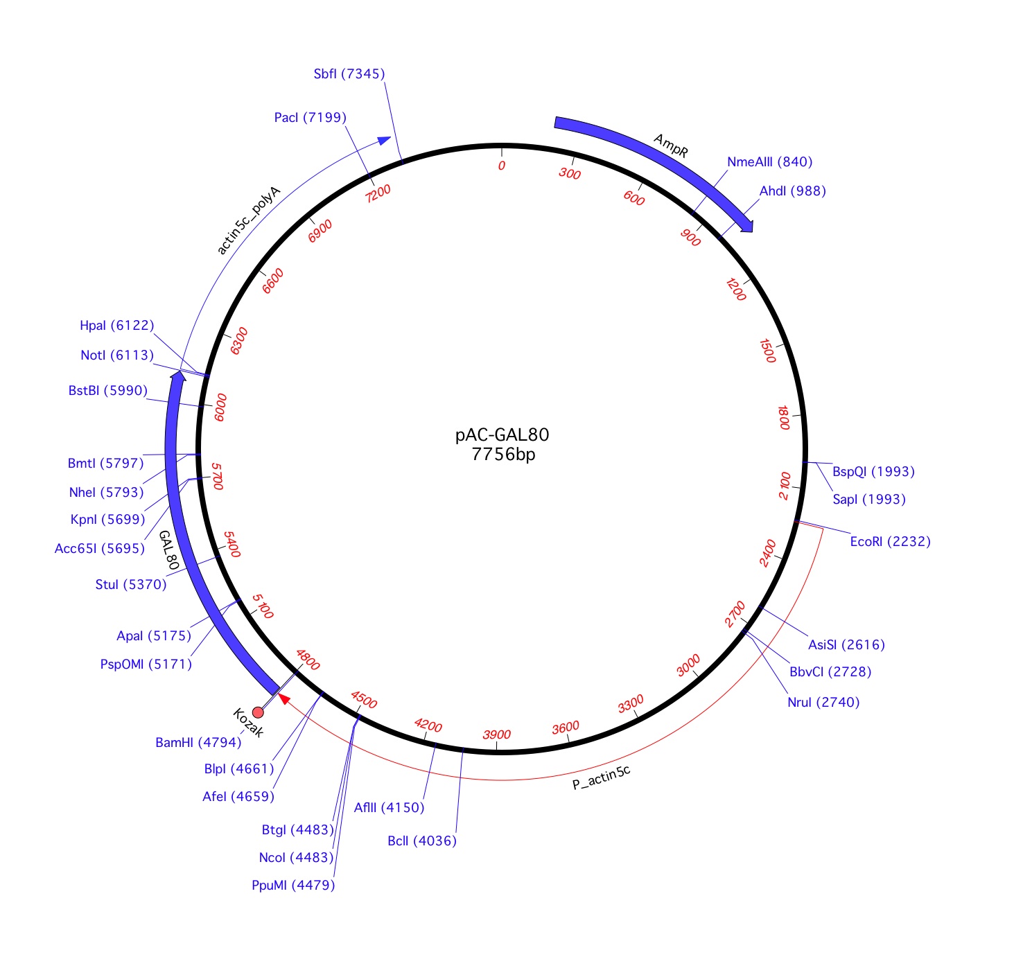 1476x1384 Addgene Pac