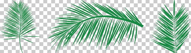 728x205 Leaf Palm Branch Arecaceae Png, Clipart, Arecales, Areca Vector