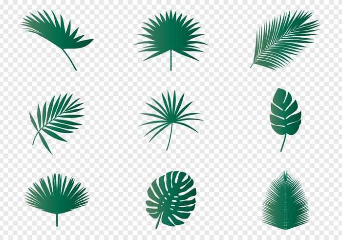 700x490 Palm Leaf Vector Png