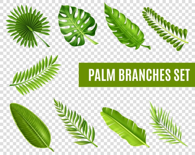 626x500 Palm Leaf Vectors, Photos And Free Download