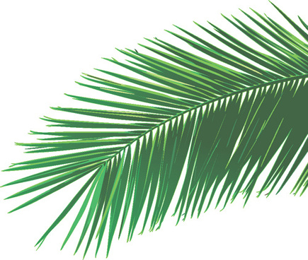 435x368 Palm Leaves Free Vector In Adobe Illustrator