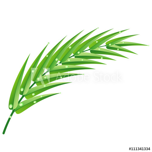 500x500 Palm Branch With Water Drops