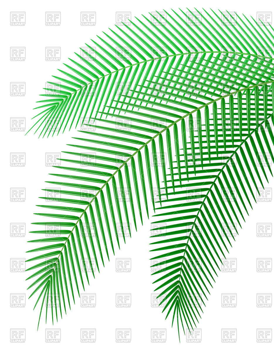 934x1200 Palm Tree Branch Vector Image Of Plants And Animals Konturvid