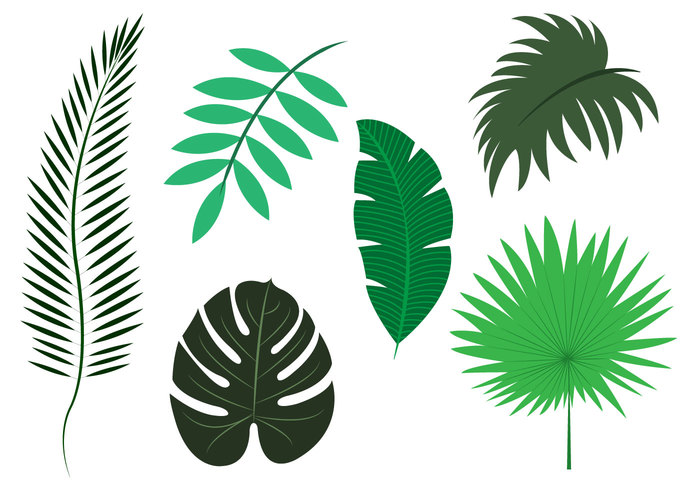 700x490 Vector Set Of Palm Leaves