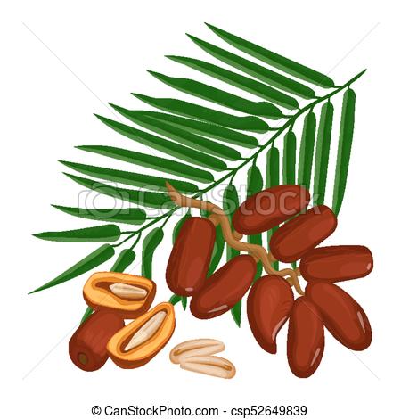450x470 Delicious Ripe Dates Fruits And Green Palm Branch Isolated Vector