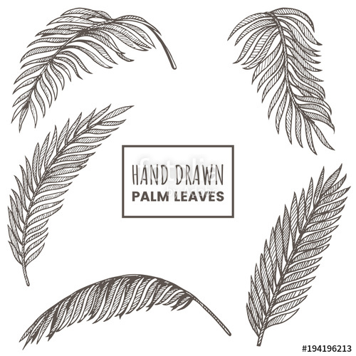 500x500 Hand Drawn Palm Leaves Set Tropical Palm Branch Sketch Isolated