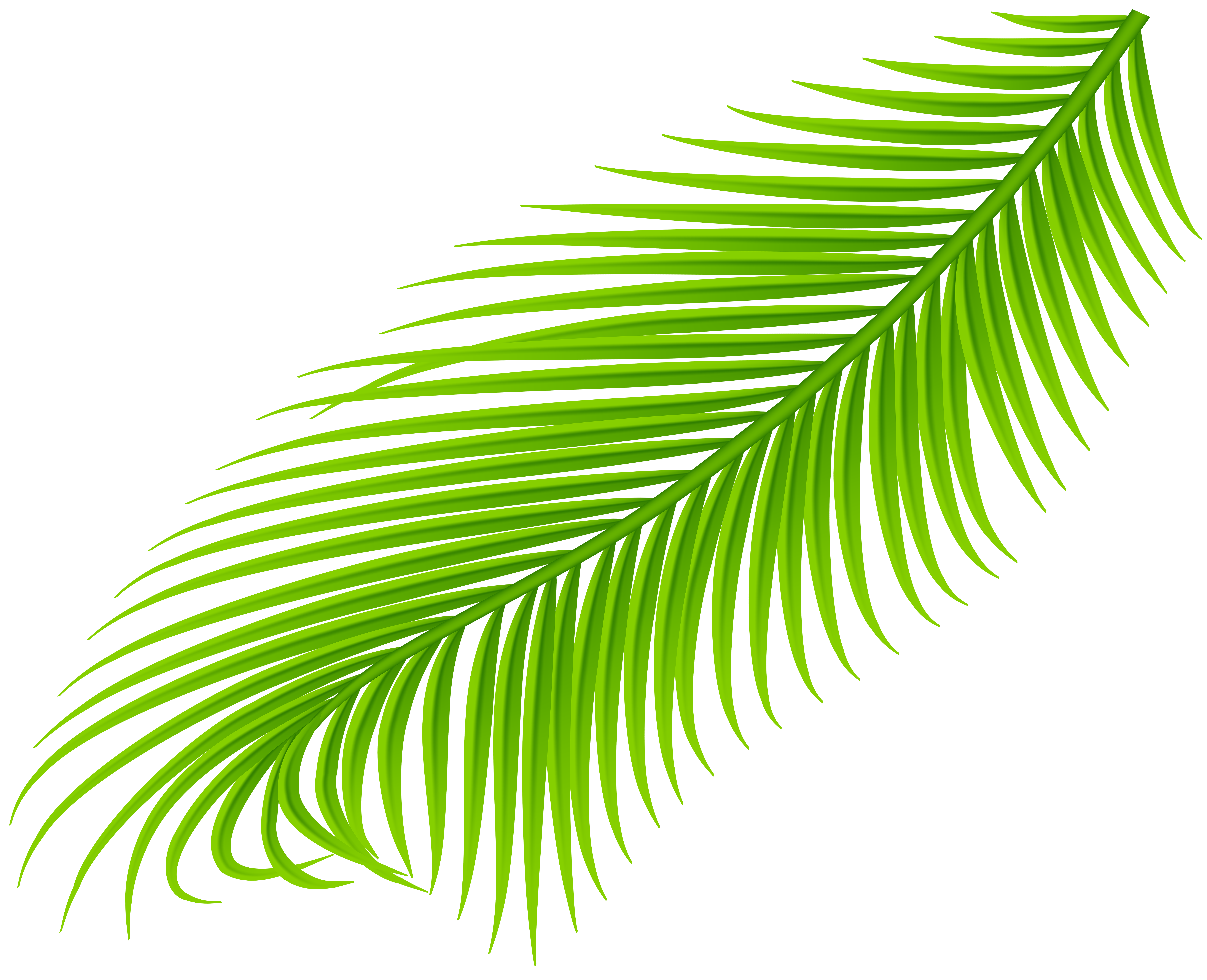 Palm Branch Vector At Collection Of Palm Branch