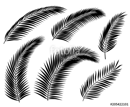 Palm Leaf Silhouettes Stock Image And Royalty Free Vector 500x411 Palm Leaf Silhouettes Stock Image And Royalty Free Vector