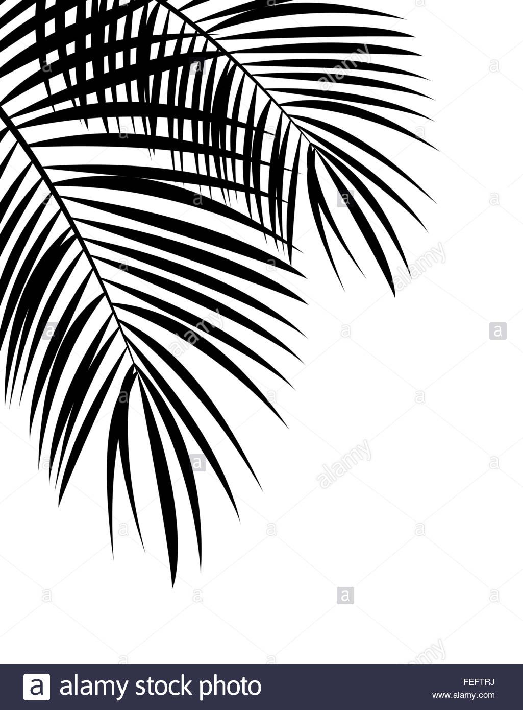 Palm Leaf Vector Background Illustration Stock Photo Lightsome 1025x1390 Palm Leaf Vector Background Illustration Stock Photo Lightsome