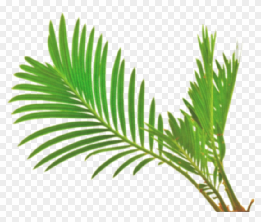 Palm Leaf Vector Png 840x716 Palm Leaf Vector Png