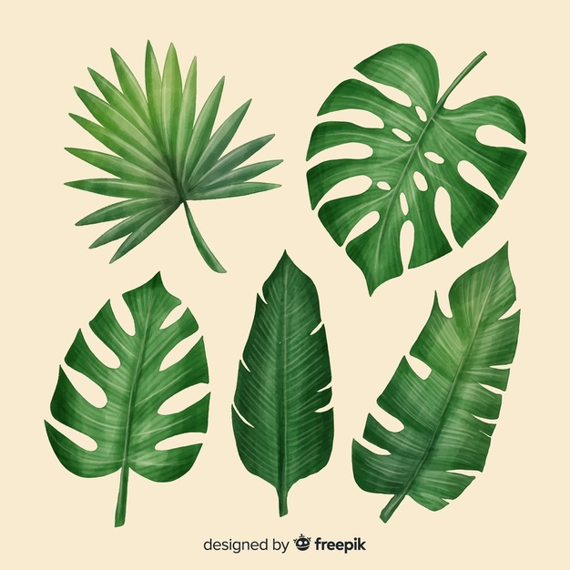 Palm Leaf Vectors, Photos And Free Download 626x626 Palm Leaf Vectors, Photos And Free Download