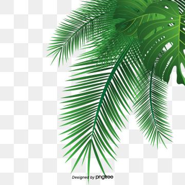 Palm Leaves Png Images Vector And Free Download 360x360 Palm Leaves Png Images Vector And Free Download