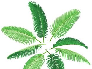 Palm Leaves Vector Free Free Vectors Ui Download 310x233 Palm Leaves Vector Free Free Vectors Ui Download