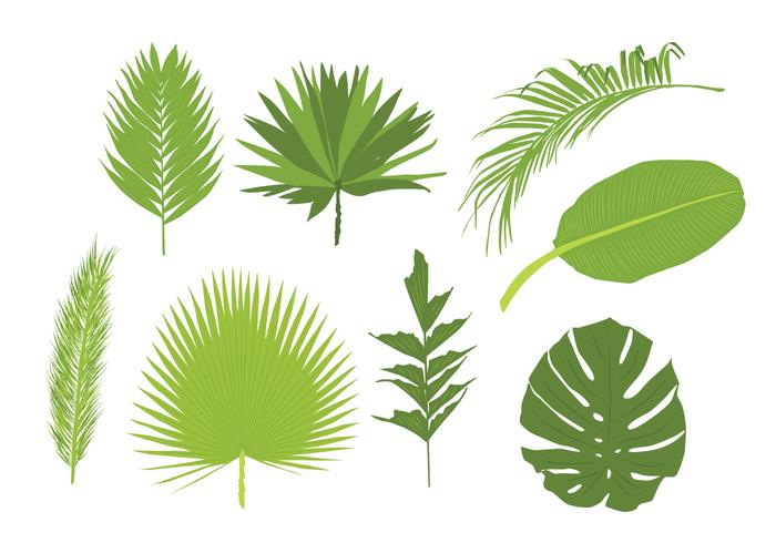 Palm Leaves Vectors 700x490 Palm Leaves Vectors