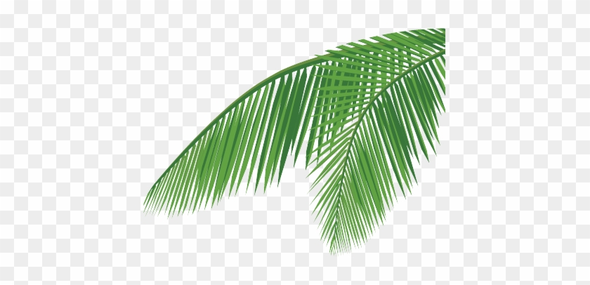 Palm Tree Leaf Png Home About Us Products Quality Csr 840x406 Palm Tree Leaf Png Home About Us Products Quality Csr