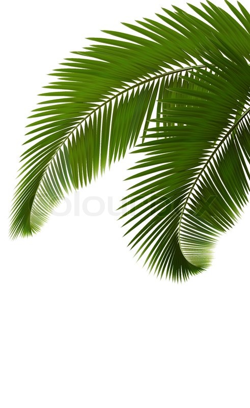 Palm Leaves On White Background Stock Vector Colourbox 491x800 Palm Leaves On White Background Stock Vector Colourbox