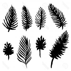 Vector Set Of Black Palm Leaf Silhouette Isolated On White 300x300 Vector Set Of Black Palm Leaf Silhouette Isolated On White