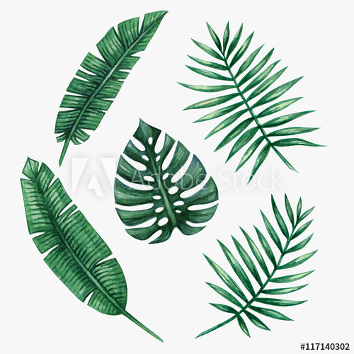 Palm Frond Vector at Vectorified.com | Collection of Palm Frond Vector ...