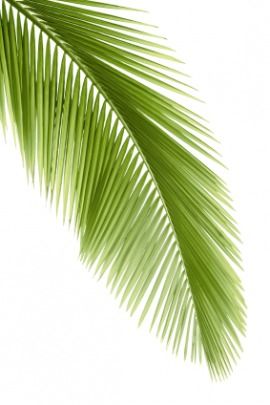 Palm Frond Vector 270x405 Palm Frond Vector