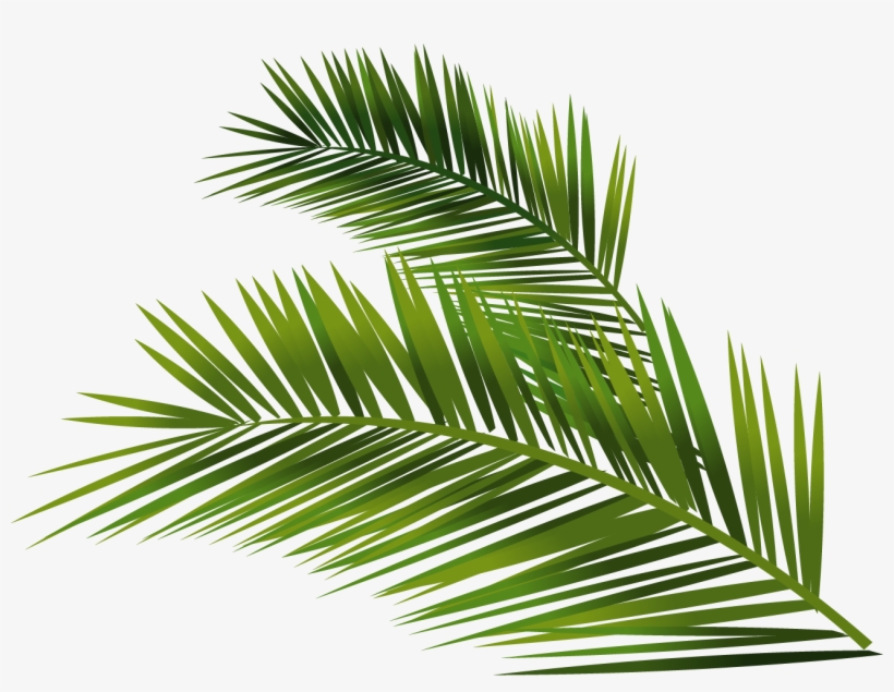 Leafs Vector Palm 820x635 Leafs Vector Palm