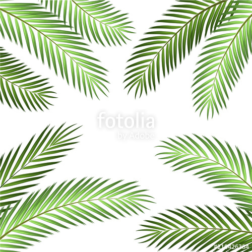 500x500 Palm Leaf Vector Background Stock Image And Royalty Free Vector