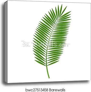 382x390 Palm Leaf Vector Illustration, Canvas Print Barewalls Posters