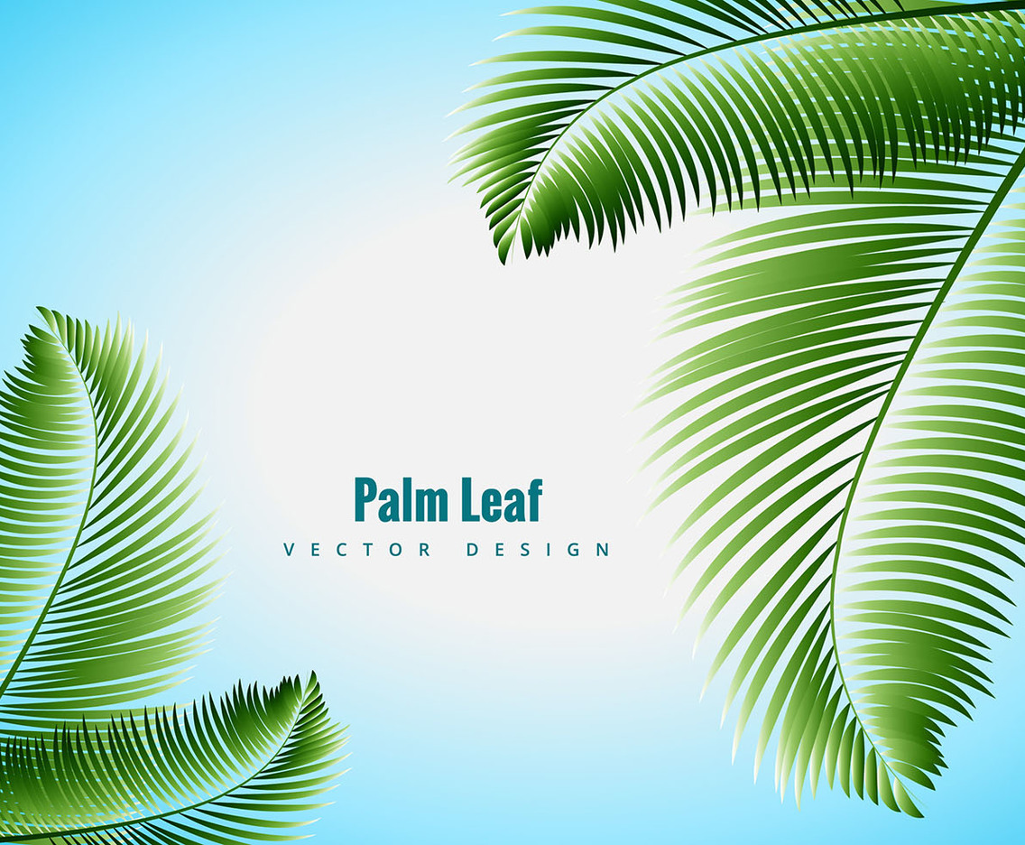 1136x936 Palm Leaf Vector Vector Art Graphics