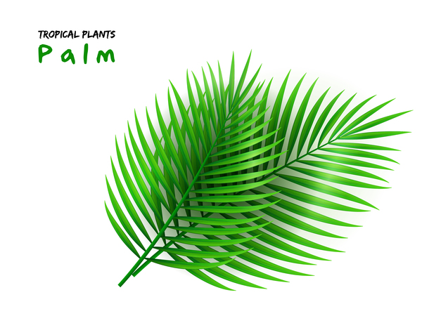 600x450 Palm Leaves Vector Illustration Free Download