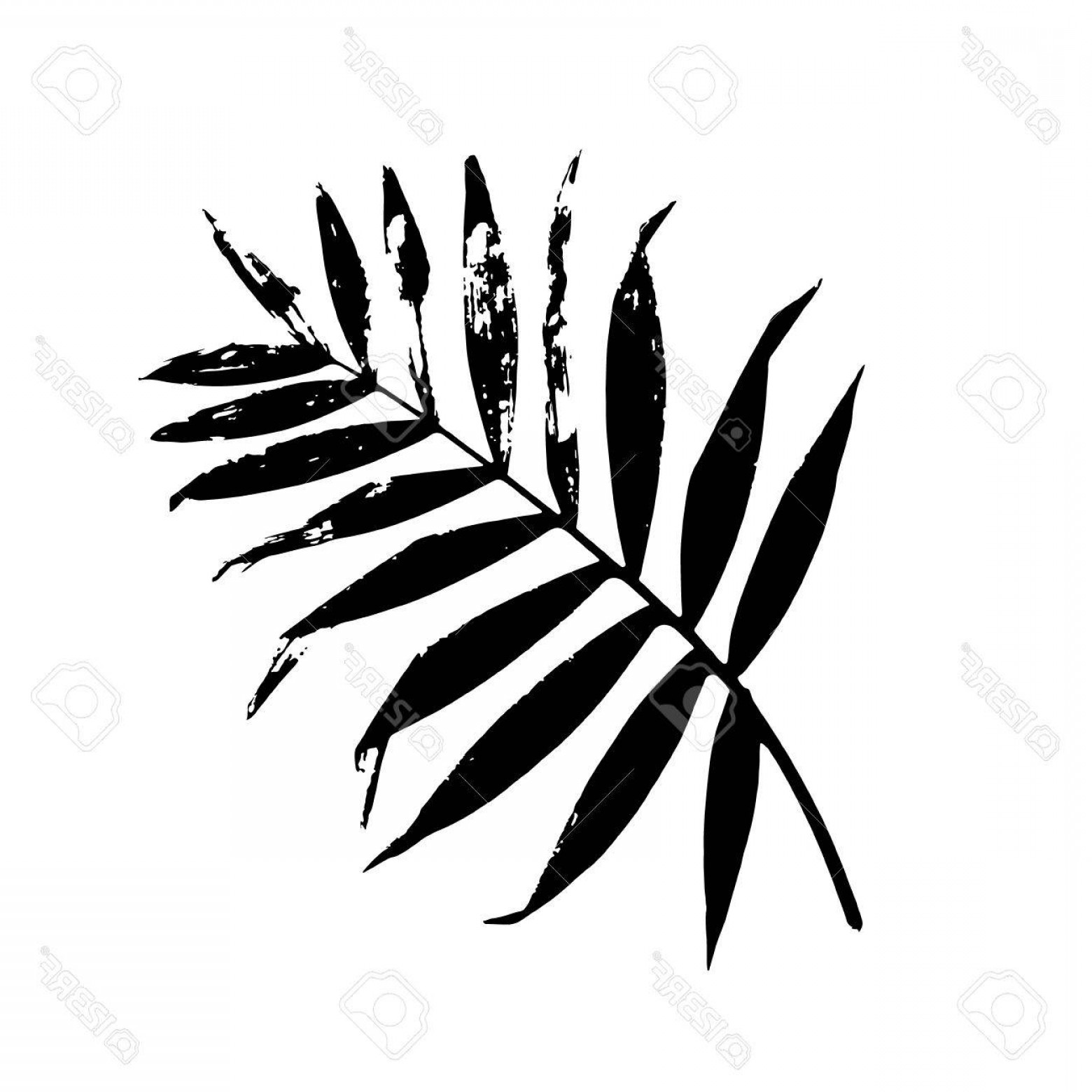 1560x1560 Photostock Vector Palm Leaf Vector Illustration Black And White