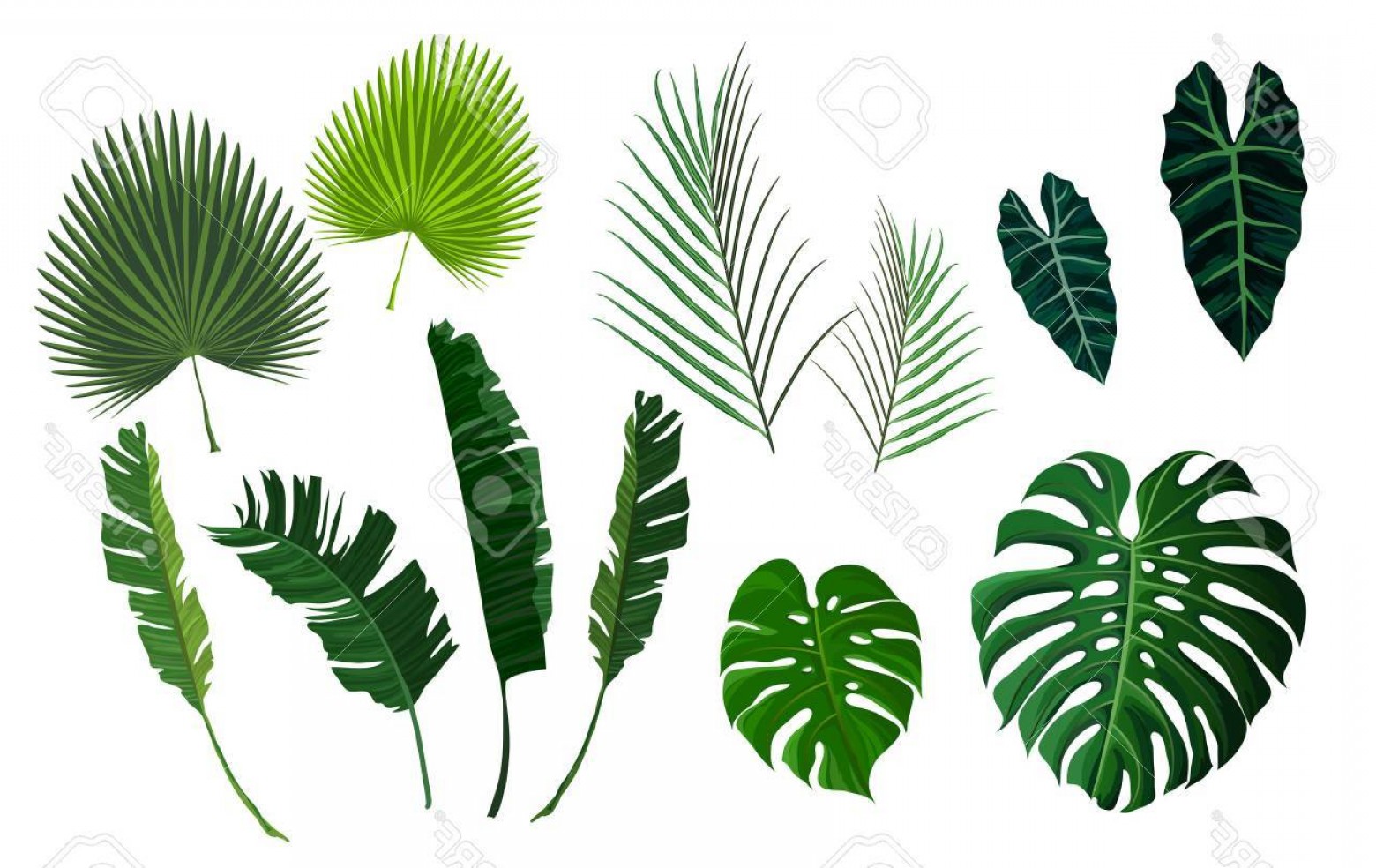 1560x984 Photostock Vector Vector Tropical Palm Leaves Jungle Leaves Set
