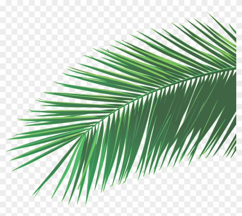 Palm Leaf Vector at Vectorified.com | Collection of Palm Leaf Vector ...