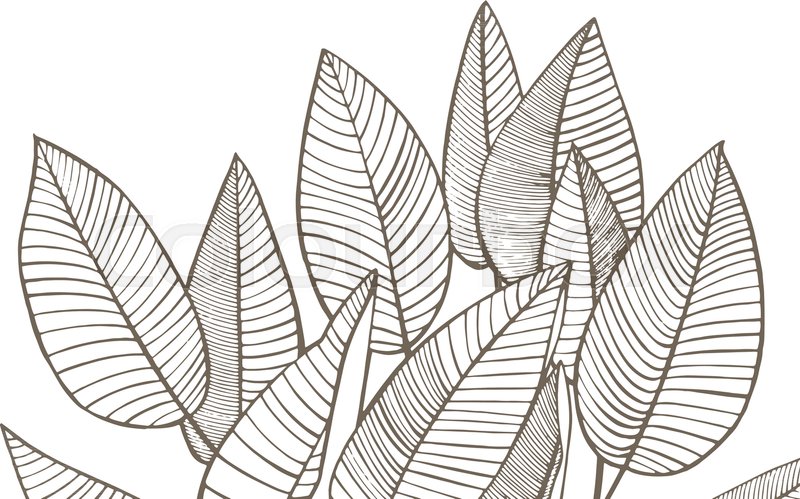 800x499 Tropical Palm Leaves Vector Stock Vector Colourbox