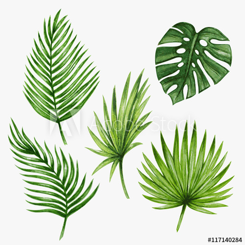 500x500 Watercolor Tropical Palm Leaves Vector Illustration