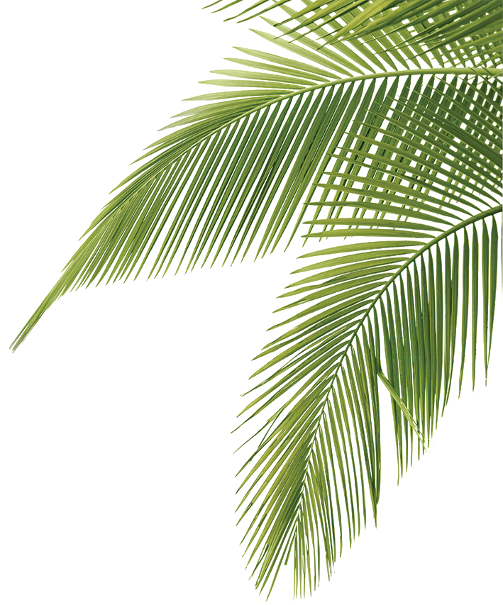709x853 Palm Tree Leaves