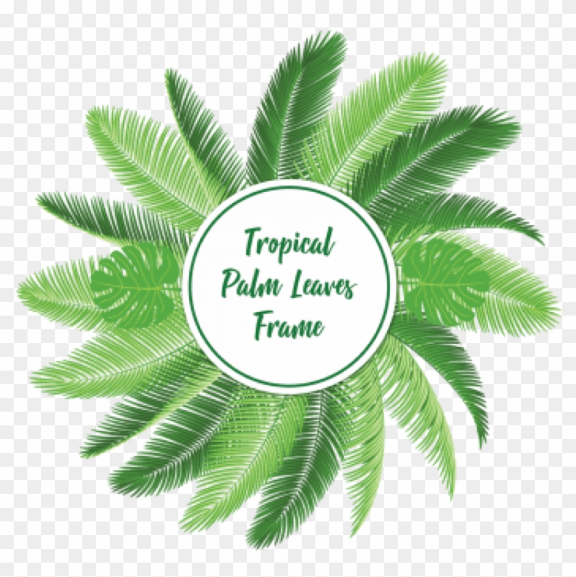 840x841 Free Png Download Palm Leaf Vector Png Images Background