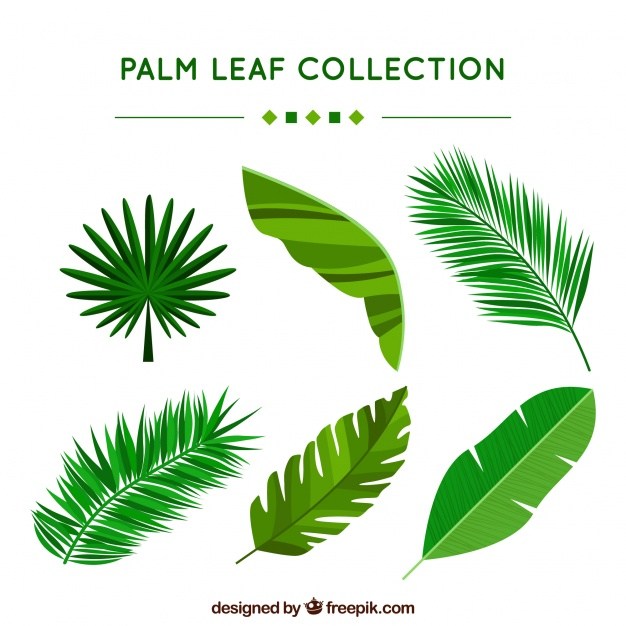 626x626 Free Leaf Vector