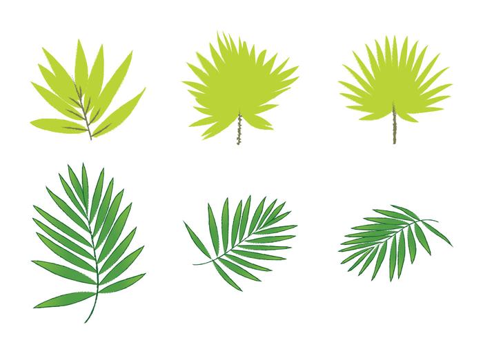 700x490 Free Palm Leaf Vectors Stock Images