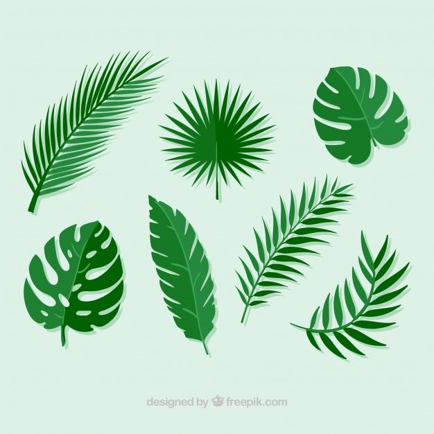 626x626 Pack Of Palm Leaves Free Vector Crafts Might To Try Plant
