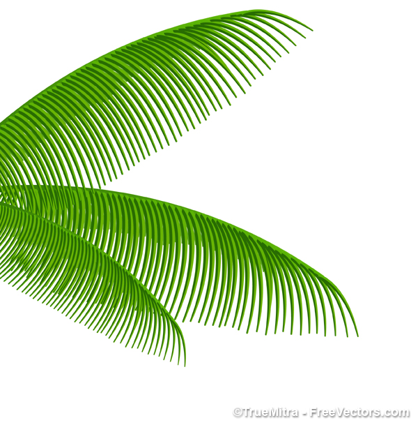 600x609 Palm Leaf Vector Png