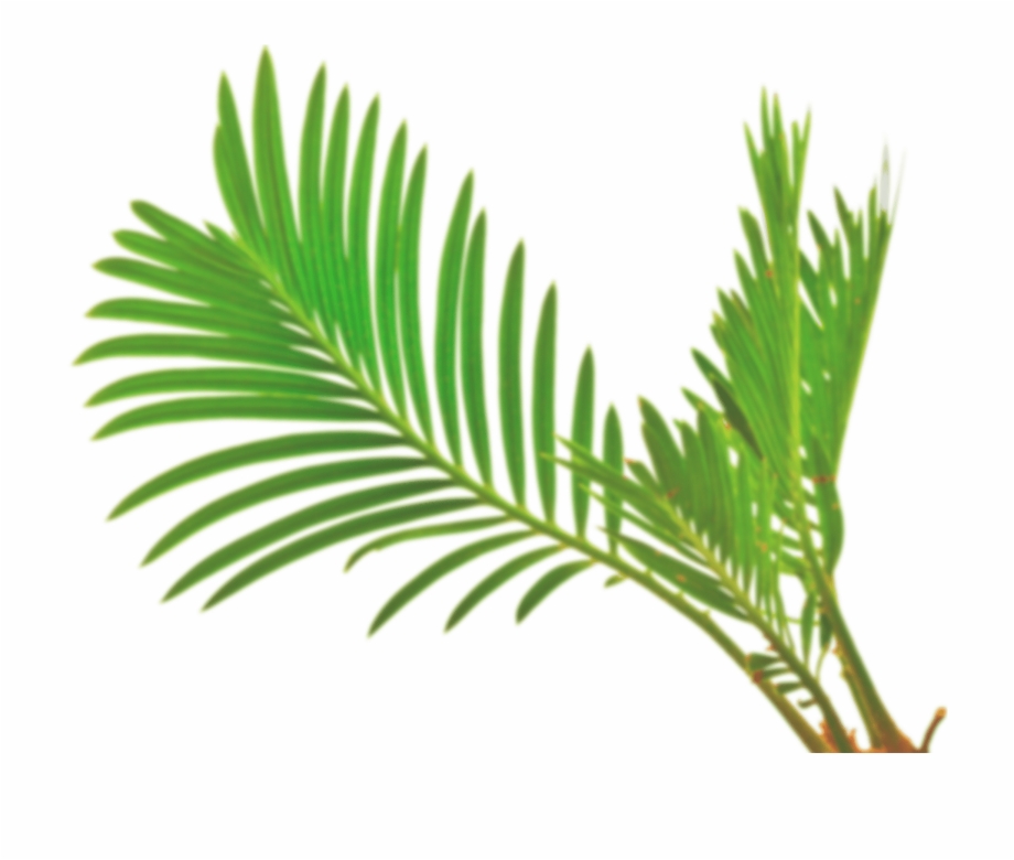 920x780 Palm Leaf Vector Png