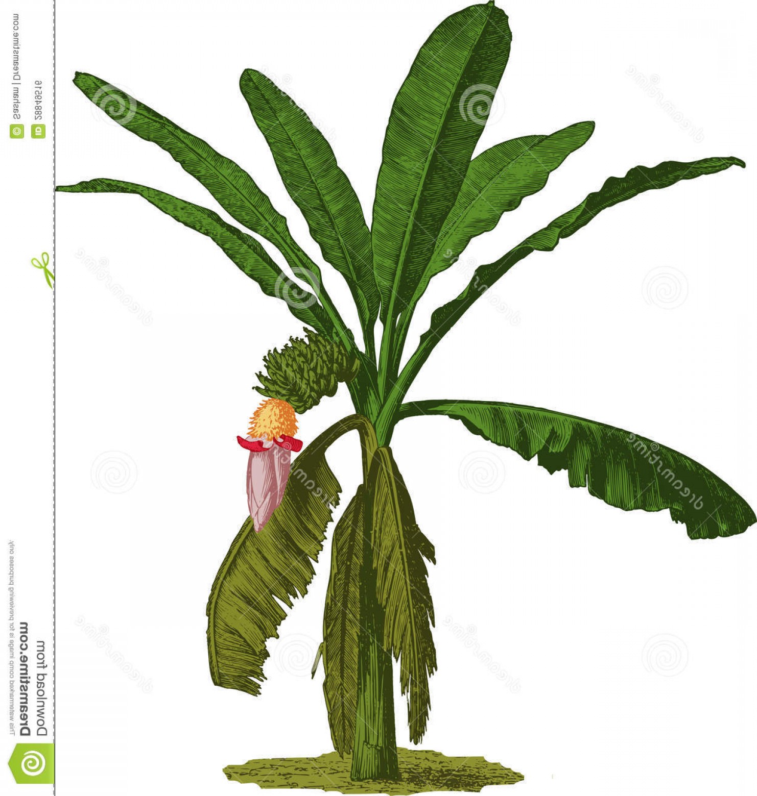 1482x1560 Royalty Free Stock Image Banana Palm Tree Vector Image Soidergi