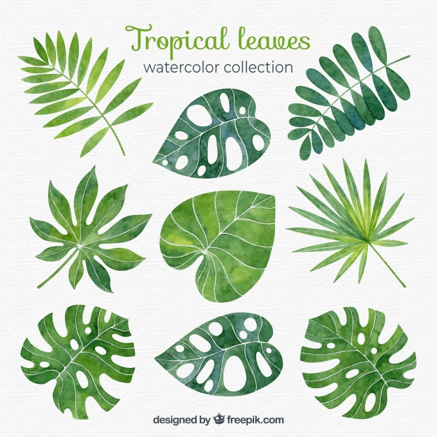 626x626 Vectors Of Leaves Free Vector Graphics Everypixel