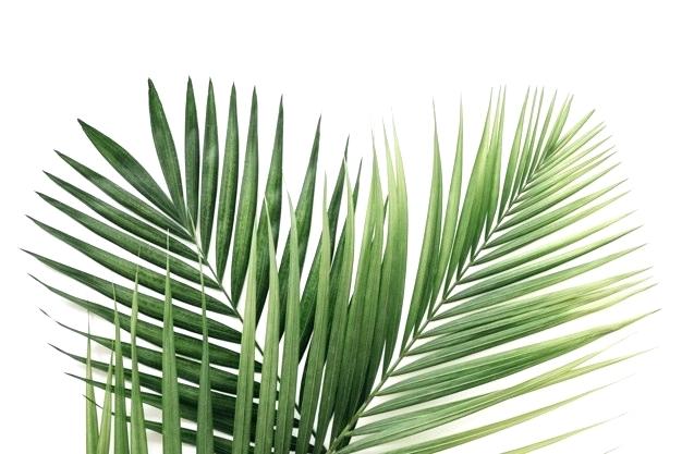 Palm Leaf Vector Free at Vectorified.com | Collection of Palm Leaf ...