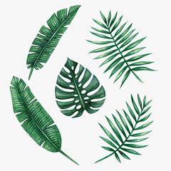 240x240 Watercolor Tropical Palm Leaves Vector Illustration Barg